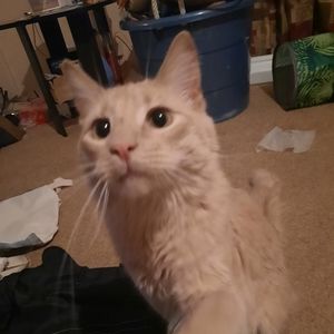 Meet your Posher, Gracie